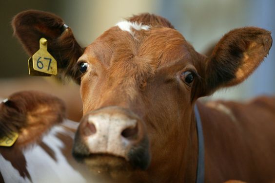 Cattle eartag to avoid stock theft